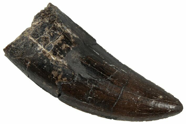 Serrated Tyrannosaur Tooth - Two Medicine Formation #299665